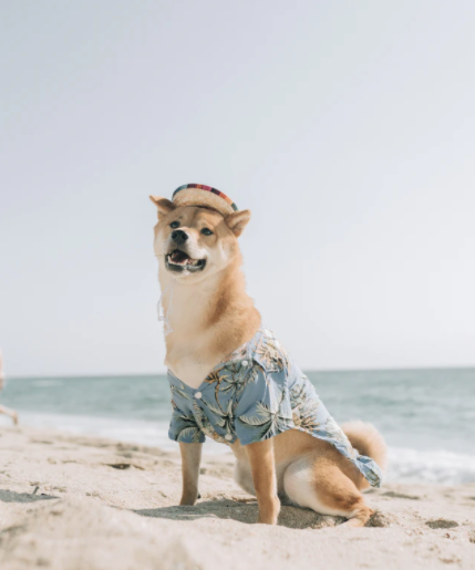 Sube imagenes con el nombre correcto